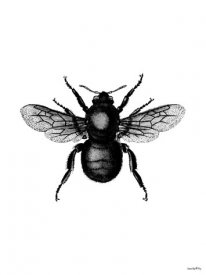 Bi, Bee, Poster/artprints, Vanilla Fly