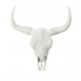 Buffalo skull, longhorn, vit