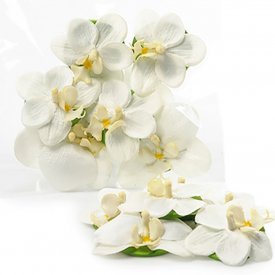 Små vita orkidéer, phalaenopsis blomma, flytande